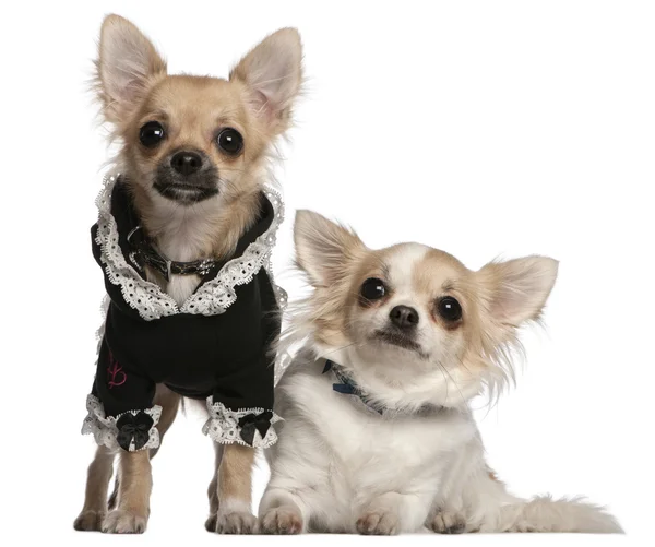 Chihuahua, 3 anni, e il cucciolo di Chihuahua, 6 mesi, vestito davanti allo sfondo bianco — Foto Stock