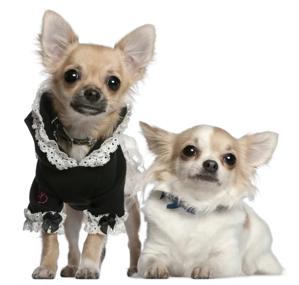 Chihuahua, 3 года, and Chihuahua puppy, 6 months old, dressed up in front of white background — стоковое фото