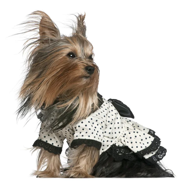 穿着黑色和白色的圆点连衣裙的头发在风中，3 岁，在白色背景前的约克夏犬 — 图库照片