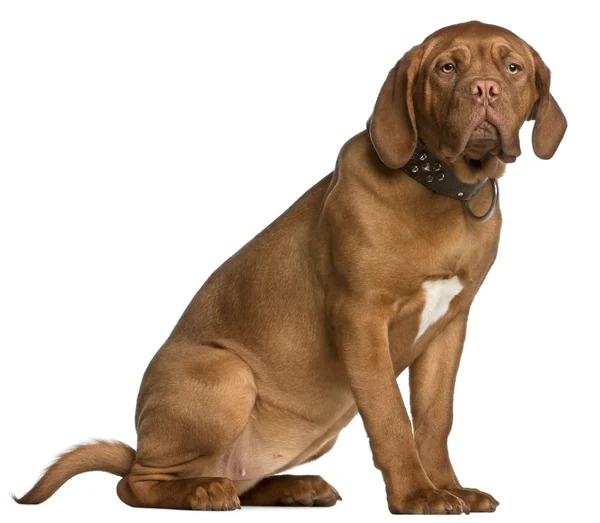 Dogue de Bordeaux puppy, 6 months old, sitting in front of white background — Stock Photo, Image