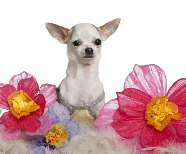 Chihuahua, 1 year old, sitting among flowers in front of white background — Stock Photo, Image