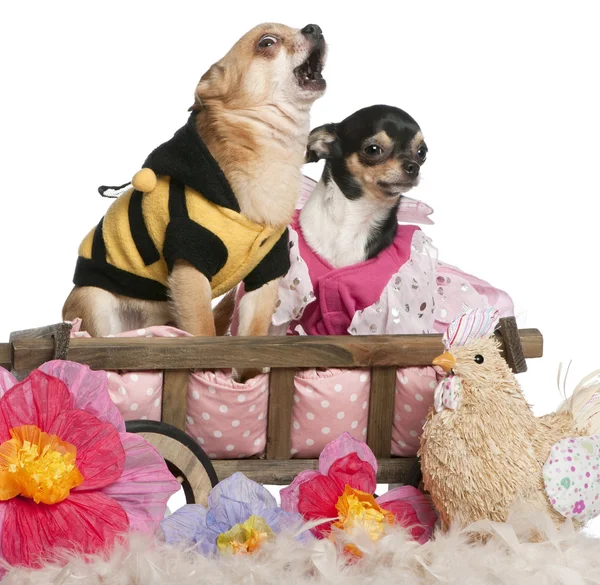 Chihuahuas, 5 years old and 3 years old, dressed up and sitting in dog bed wagon in front of white background — стокове фото