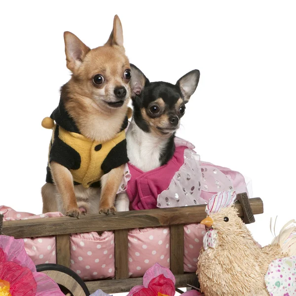 Chihuahuas, 5 anos e 3 anos, vestida e sentada em carroça de cama de cachorro na frente do fundo branco — Fotografia de Stock