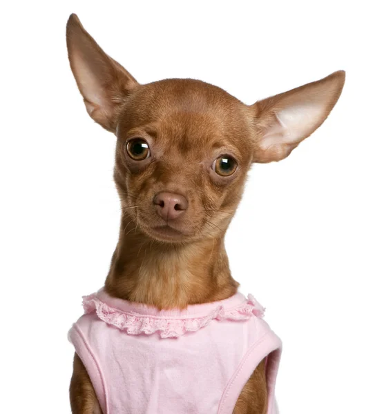 Close-up van chihuahua dragen van roze, 11 maanden oud, voor witte achtergrond — Stockfoto