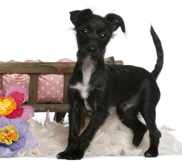 Mixed-breed dog, 5 months old, standing in front of dog bed with flowers in front of white background — Stock Fotó