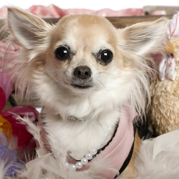 Bliska Chihuahua wystrojony w górze i noszenia pereł, 3 lata stary, przed białym tle — Zdjęcie stockowe