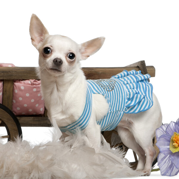 Chihuahua, 1 year old, wearing blue striped dress and standing in front of dog bed wagon and white background