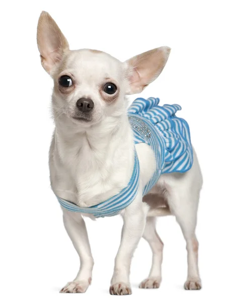 Chihuahua, 1 year old, wearing blue striped dress and standing in front of dog bed wagon and white background — 스톡 사진