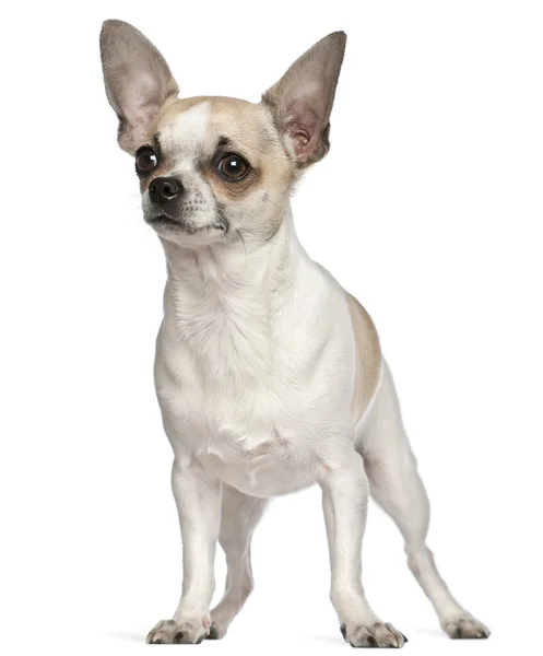 Chihuahua, 9 månader gammal, står framför vit bakgrund — Stockfoto