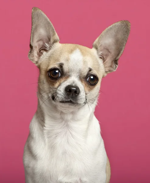 Close-up of Chihuahua, 9 months old, in front of pink background — Stock Photo, Image