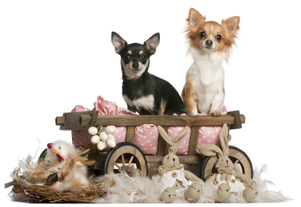 Chihuahuas, 14 mois, assis dans un chariot pour chien avec des animaux en peluche de Pâques devant un fond blanc — Photo