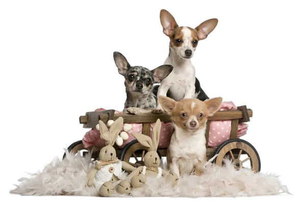 Tre chihuahua con carro letto per cani e animali di peluche pasquali davanti allo sfondo bianco — Foto Stock