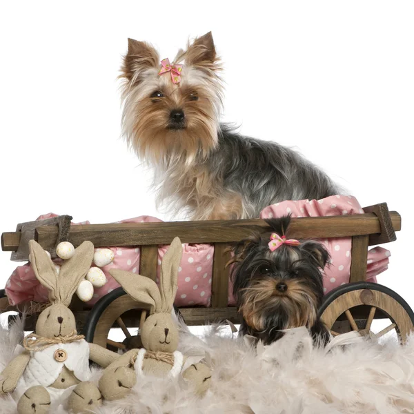 Due Yorkshire Terrier, di 5 e 9 mesi, con carro letto per cani e peluche pasquali davanti allo sfondo bianco — Foto Stock