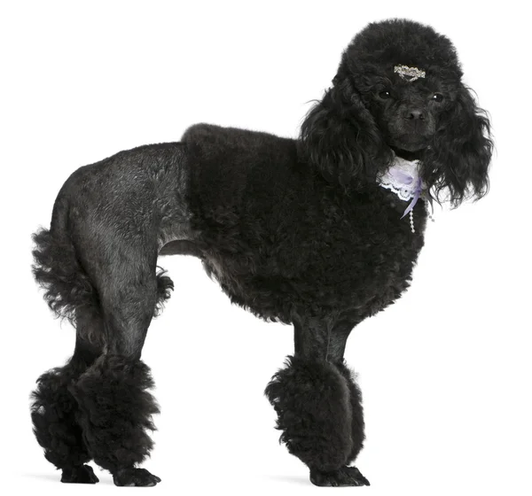 Siyah giyimli bir fino köpeği, 2 yıl yaşlı, önünde duran arka plan beyaz. — Stok fotoğraf