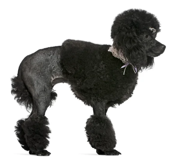 Black groomed Poodle, 2 years old, standing in front of white background — стокове фото