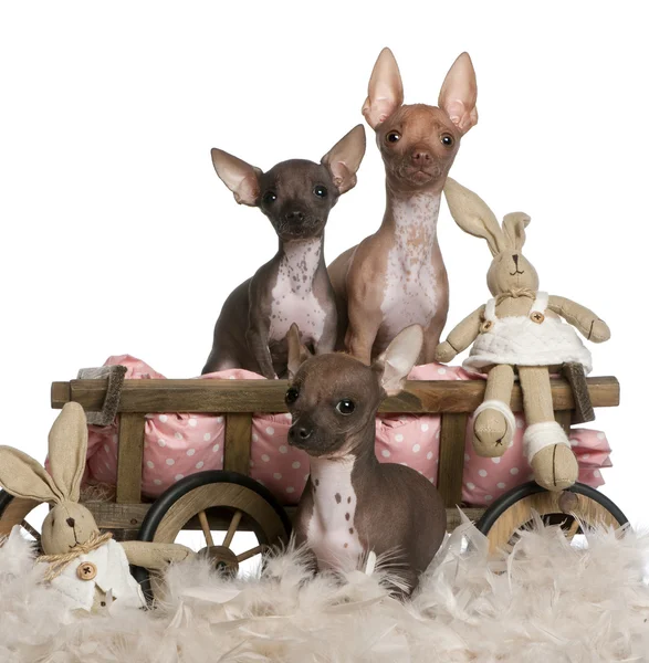 Chihuahua 3, 6 i 7 miesiąca życia, pies łóżko wóz i Wielkanoc wypchane zwierzęta przed białym tle — Zdjęcie stockowe