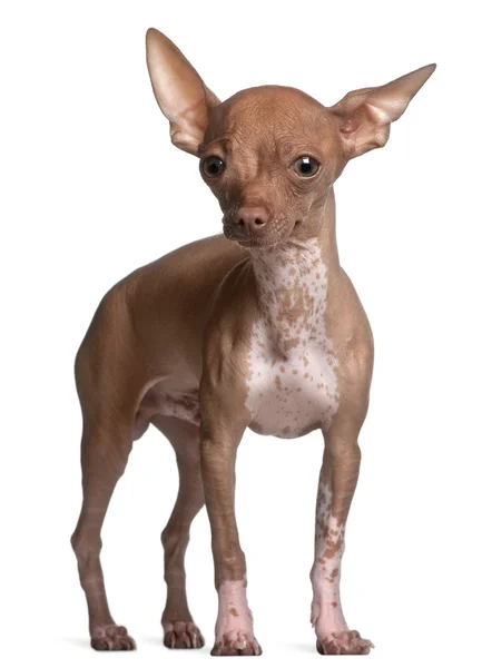 Chihuahua, 6 maanden oud, staande voor de witte achtergrond — Stockfoto