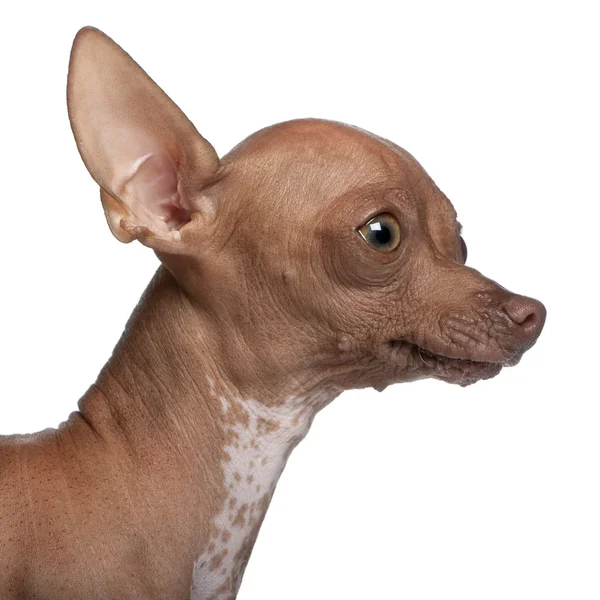Close-up de Chihuahua, 6 meses, na frente do backgroun branco — Fotografia de Stock