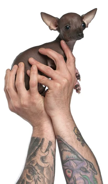 stock image Man with tattoos on arms holding Chihuahua puppy, 6 months old, in front of white background