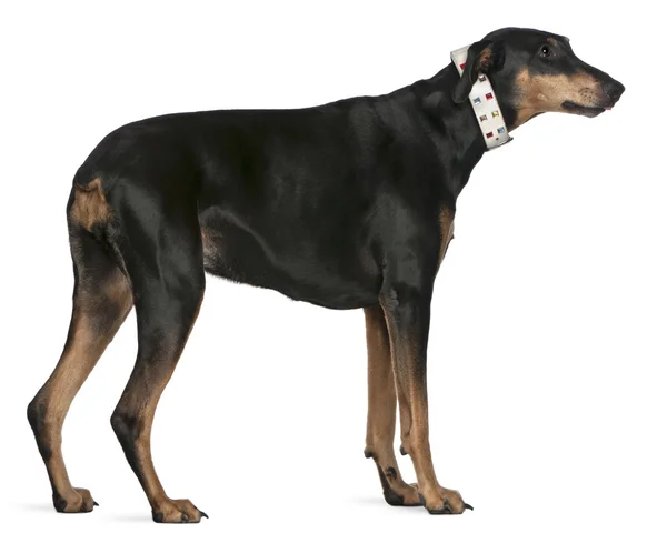 Doberman Pinscher, 9 years old, standing in front of white background — стокове фото
