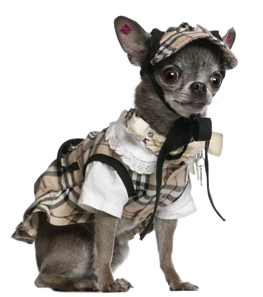 Chihuahua vestida con traje de cuadros sentada frente al fondo blanco — Foto de Stock