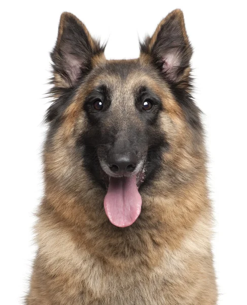 Close-up of Belgian Shepherd, Tervuren, 4 years old, in front of white background — Stock Photo, Image
