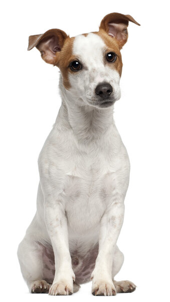 Jack Russell Terrier, 10 months old, sitting in front of white background