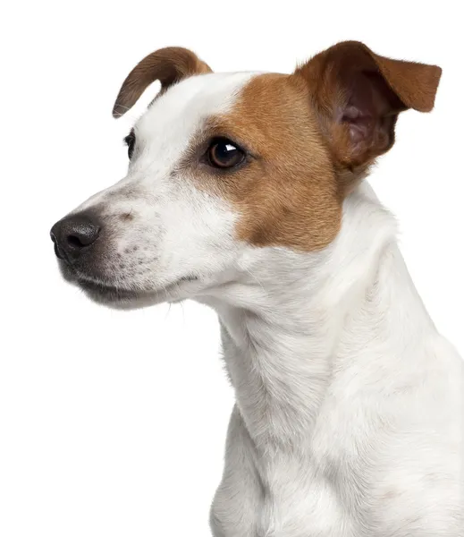 Jack Russell Terrier, 10 meses, sentado em frente ao fundo branco — Fotografia de Stock