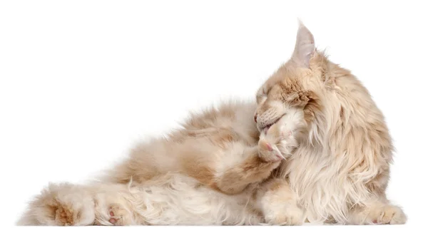 Maine Coon lying in front of white background — Stock Photo, Image