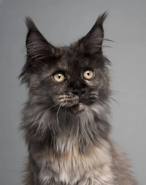Close-up of Maine Coon, 5 months old, in front of grey background — стокове фото
