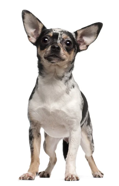 Chihuahua, 1 ano, de pé em frente ao fundo branco — Fotografia de Stock