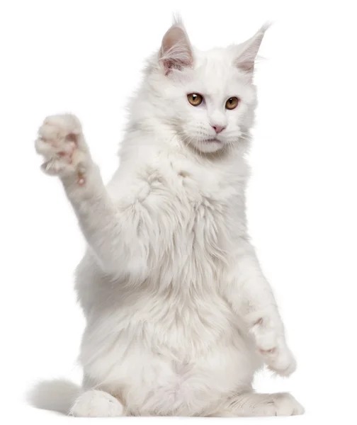 Maine Coon, 5 months old, with paw up in front of white background — Stock Photo, Image