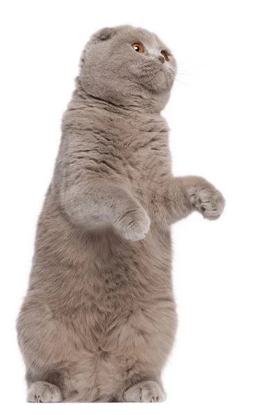 Μεγέθυνση της scottish Διπλώνετε γάτα, 9 και δυόμισι μήνες παλιά, μπροστά από το λευκό φόντο — Φωτογραφία Αρχείου