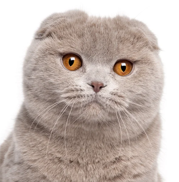 Close-up of Scottish Fold cat, 9 and a half months old, in front of white background — стокове фото