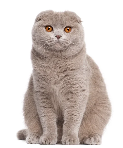 Scottish Fold kat, 9 en een halve maand oud, zitten in de voorkant van witte achtergrond — Stockfoto