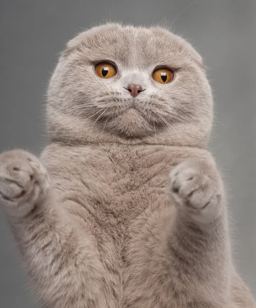 Scottish Fold cat, 9 and a half months old, sitting in front of white background — Stock Photo, Image