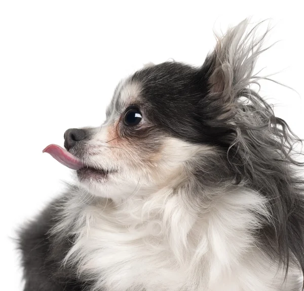 Primo piano di Chihuahua che sporge la lingua, 2 anni e mezzo, davanti allo sfondo bianco — Foto Stock