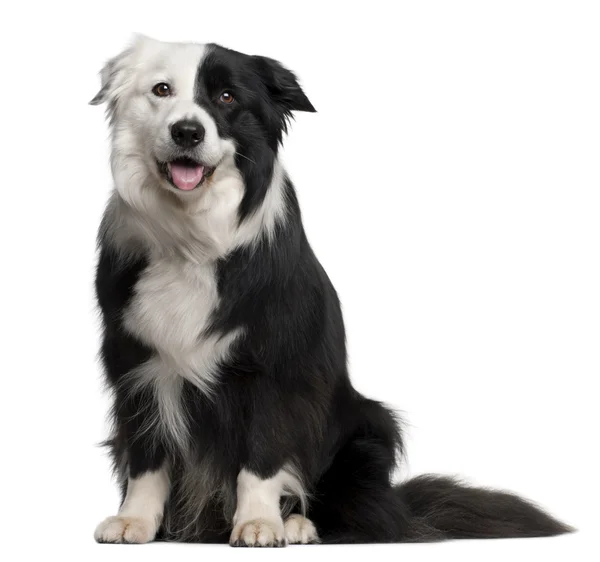 Border Collie, 8 and a half years old, sitting in front of white — Stock Photo, Image