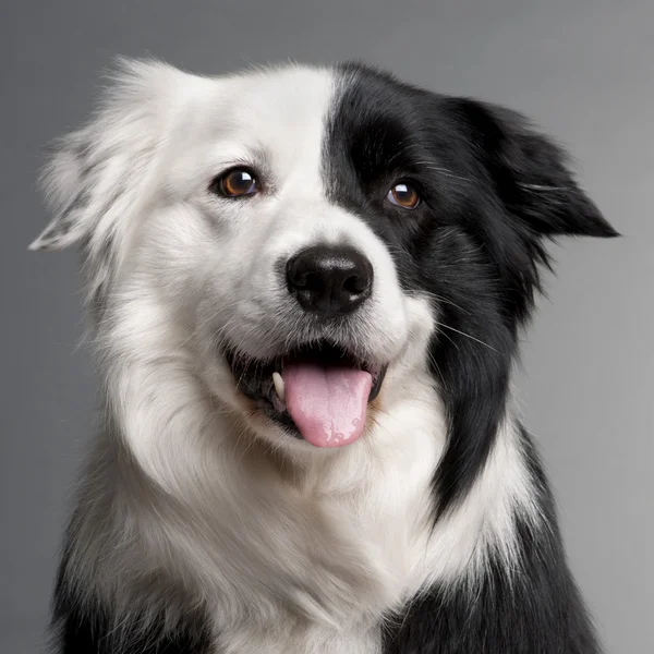 Close-up of Border Collie, 8 and a half years old, in front of grey background — Stock Photo, Image