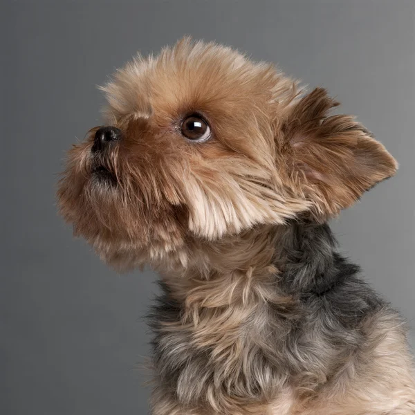 Yorkshire Terrier, 7 years old, sitting in front of white background — Stock Photo, Image