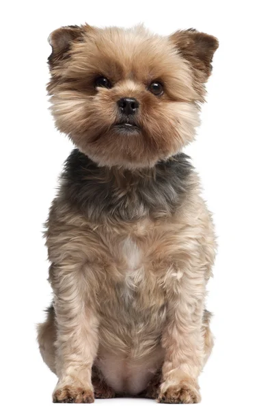 Yorkshire Terrier, 7 years old, sitting in front of white background — Stock Fotó
