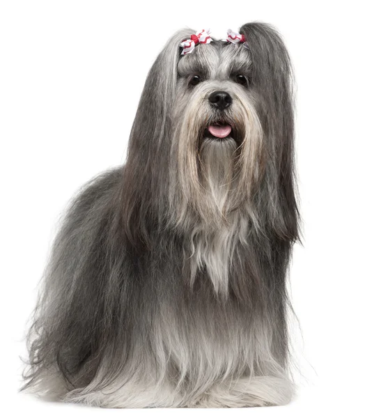 Lhasa Apso wearing hairbows, 2 years old, in front of white background — Stock Photo, Image