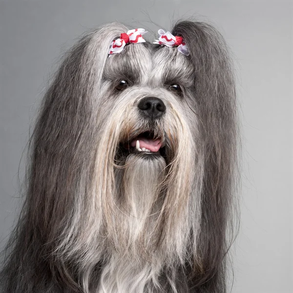 Close-up of Lhasa Apso wearing hairbows, 2 years old, in front of grey background — Stock Photo, Image