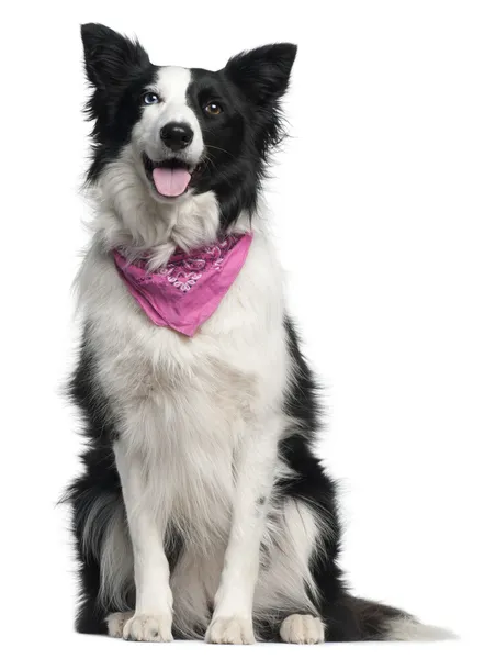 Close-up of Border Collie wearing pink handkerchief, 2 years old, in front of white background — 스톡 사진