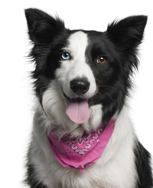 Close-up of Border Collie wearing pink handkerchief, 2 years old, in front of white background — Stock Photo, Image