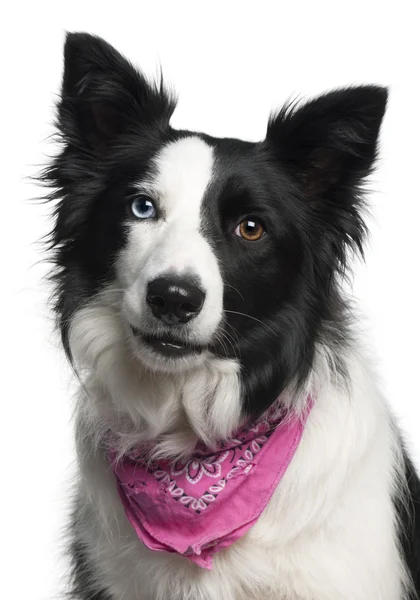 Close-up van het dragen van de border collie roze zakdoek, 2 jaar oud, voor witte achtergrond — Stockfoto