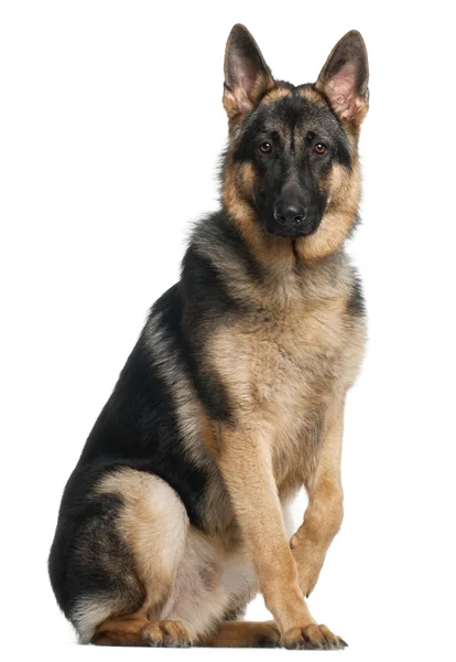 German Shepherd Dog, 8 months old, sitting in front of white background — стокове фото