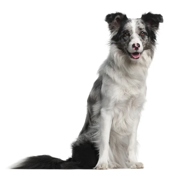 Close-up of Border Collie, 11 months old, in front of white background — Stock Photo, Image