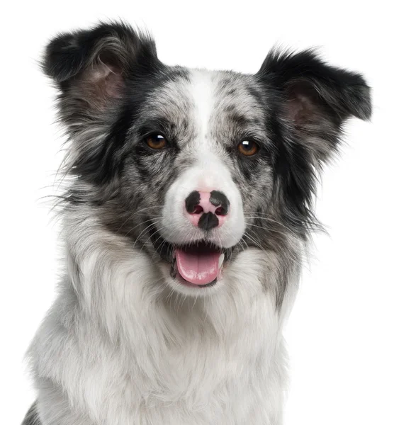 Close-up of Border Collie, 11 months old, in front of white background — Stock Photo, Image
