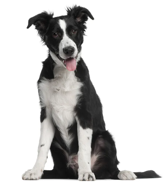 Border kolie štěně, 5 měsíců starý, sedící před bílým pozadím — Stock fotografie